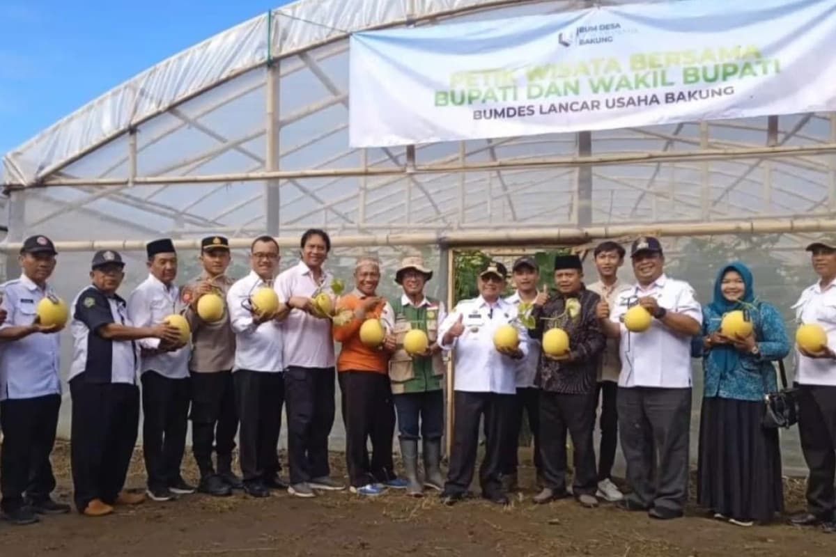 Investasi Rp270 Juta dari Dana Desa, BUM Desa Bakung Sukses Panen Melon di Green House