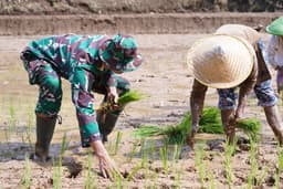 TMMD 127 Kodim 0808 Blitar Perkuat Ketahanan Pangan, Prajurit Turun ke Sawah Bantu Petani Krisik
